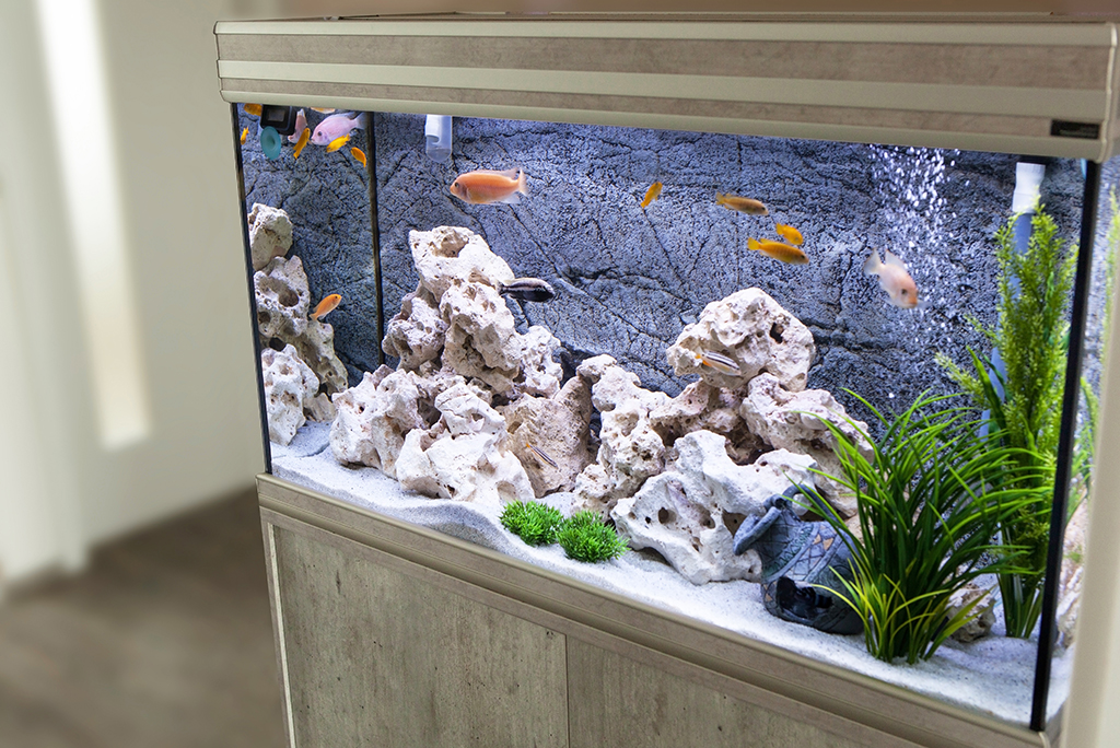 The Mesmerizing Dance of Fish: Captivating Fish Tank Displays